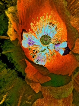 F 019A